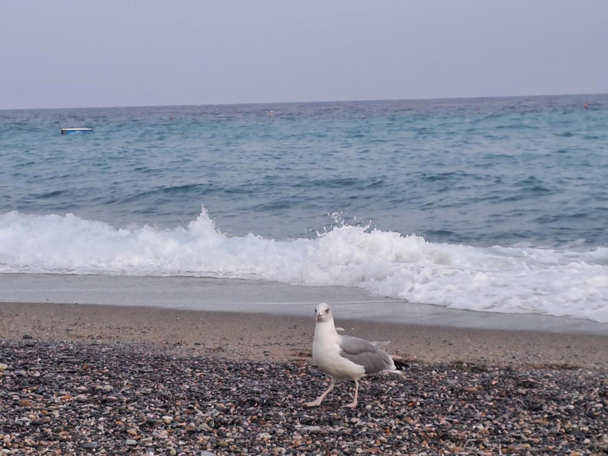 Antemare Bed and Breakfast Noli Εξωτερικό φωτογραφία